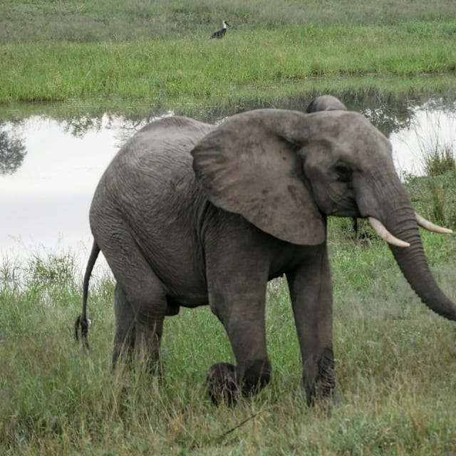 kruger-national-park-entry-guided-tour-transport_1